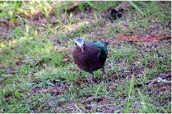 リュウキュウキンバト