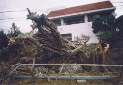 台風によって倒されたガジュマル