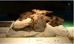 シマジリクジラ化石