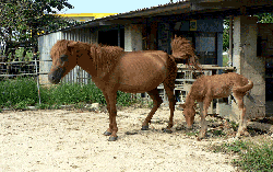 宮古馬