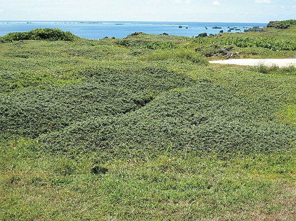 東平安名岬植物群落１