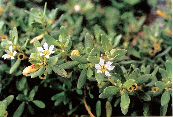 東平安名岬植物群落２